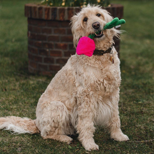 Beeztees Plush Flower