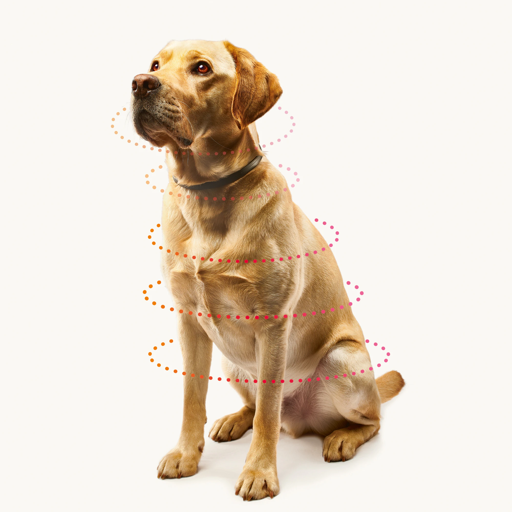 Beaphar Canishield Hond