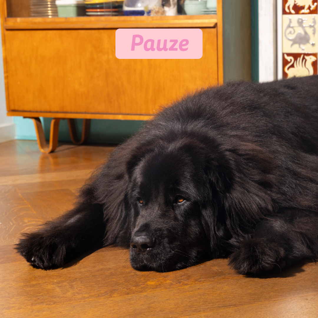 Edgard & Cooper Puppy - Eend & Kip