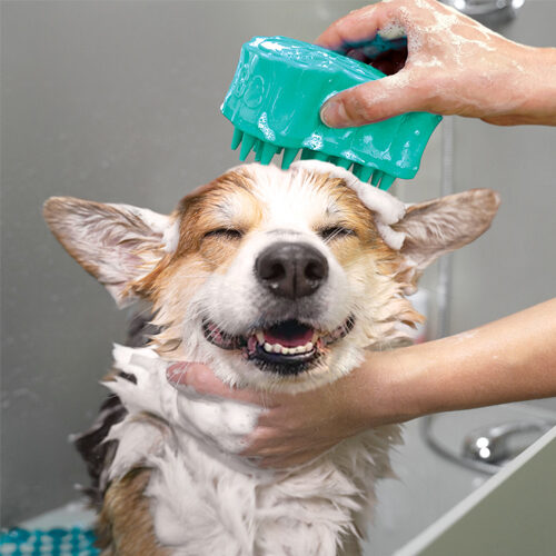 KONG ZoomGroom Bubbles