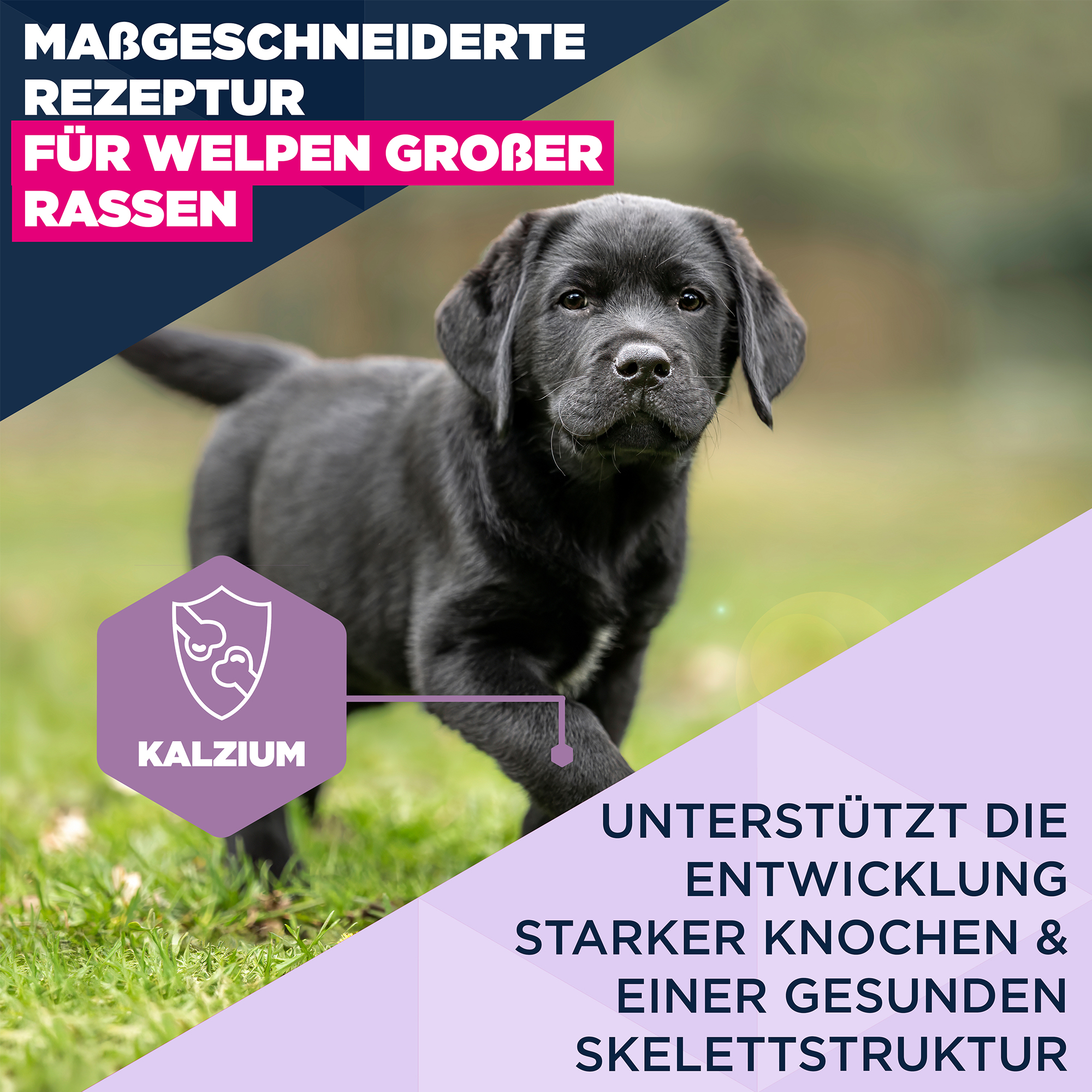 Eukanuba Dog - Life Care Puppy - Large Breed