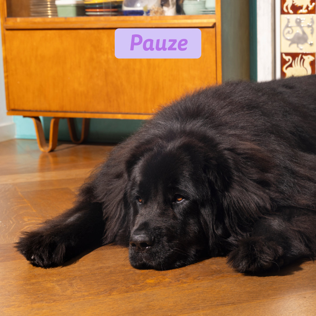 Edgard & Cooper Puppy - Zalm & Scharrelkalkoen