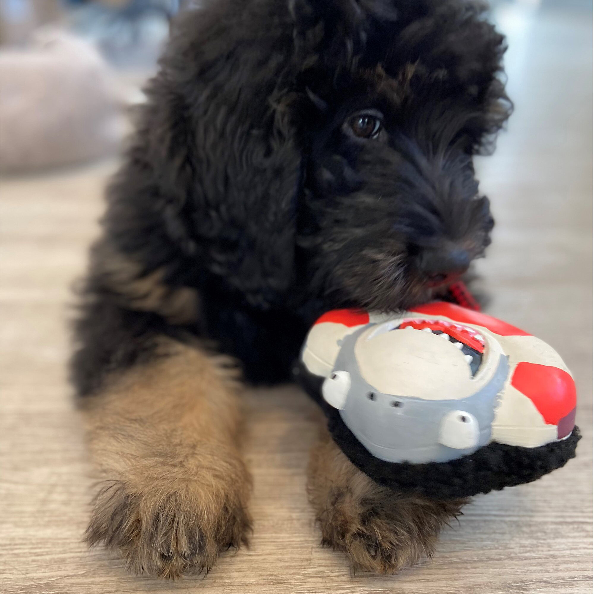 Max & Molly Snuggles – Frenzy The Shark