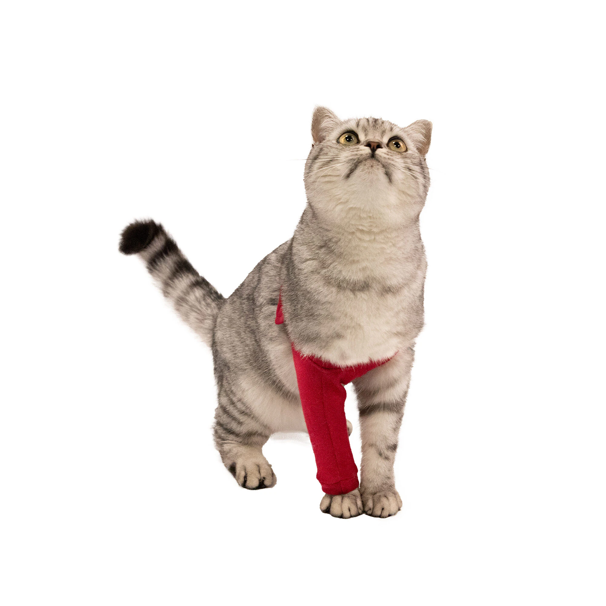 MPS Vorderbeinmanschette Katze - Rot - S