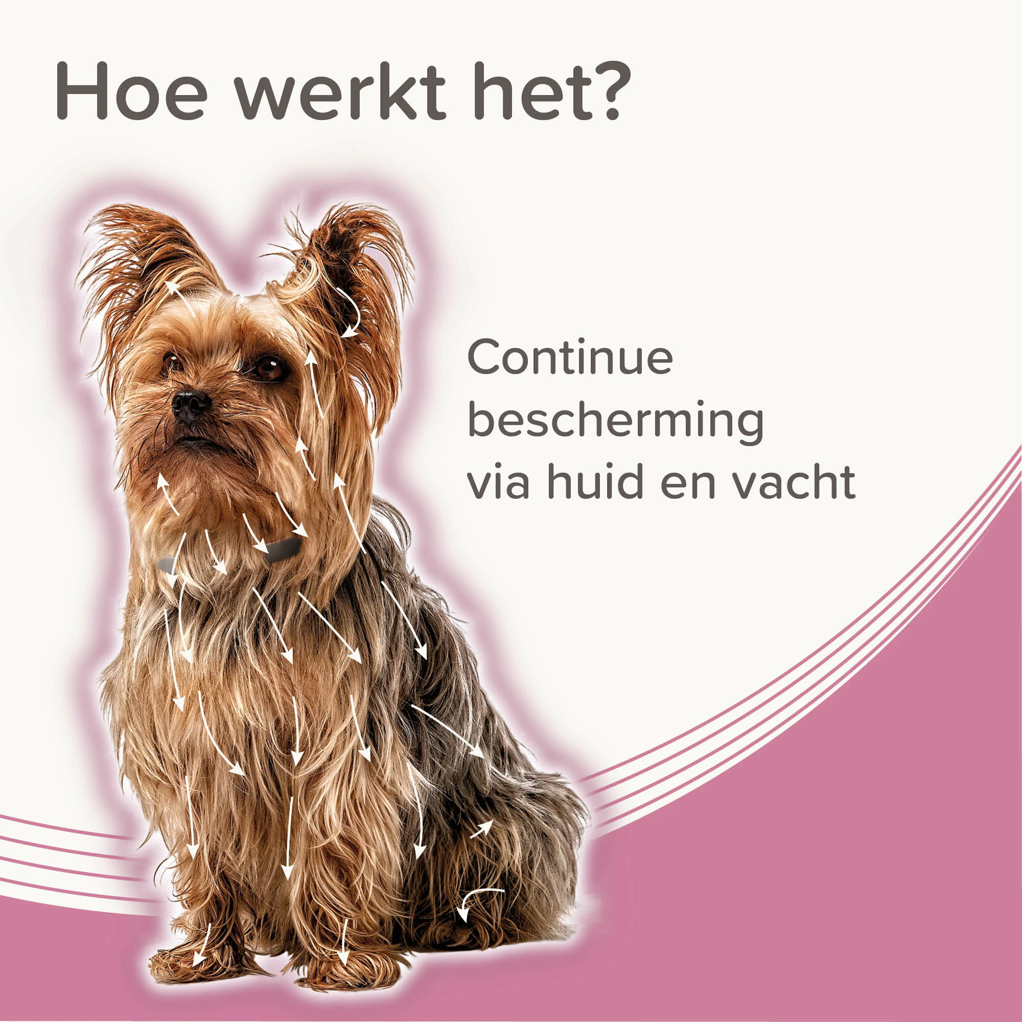 Beaphar Medicinale Halsband Hond