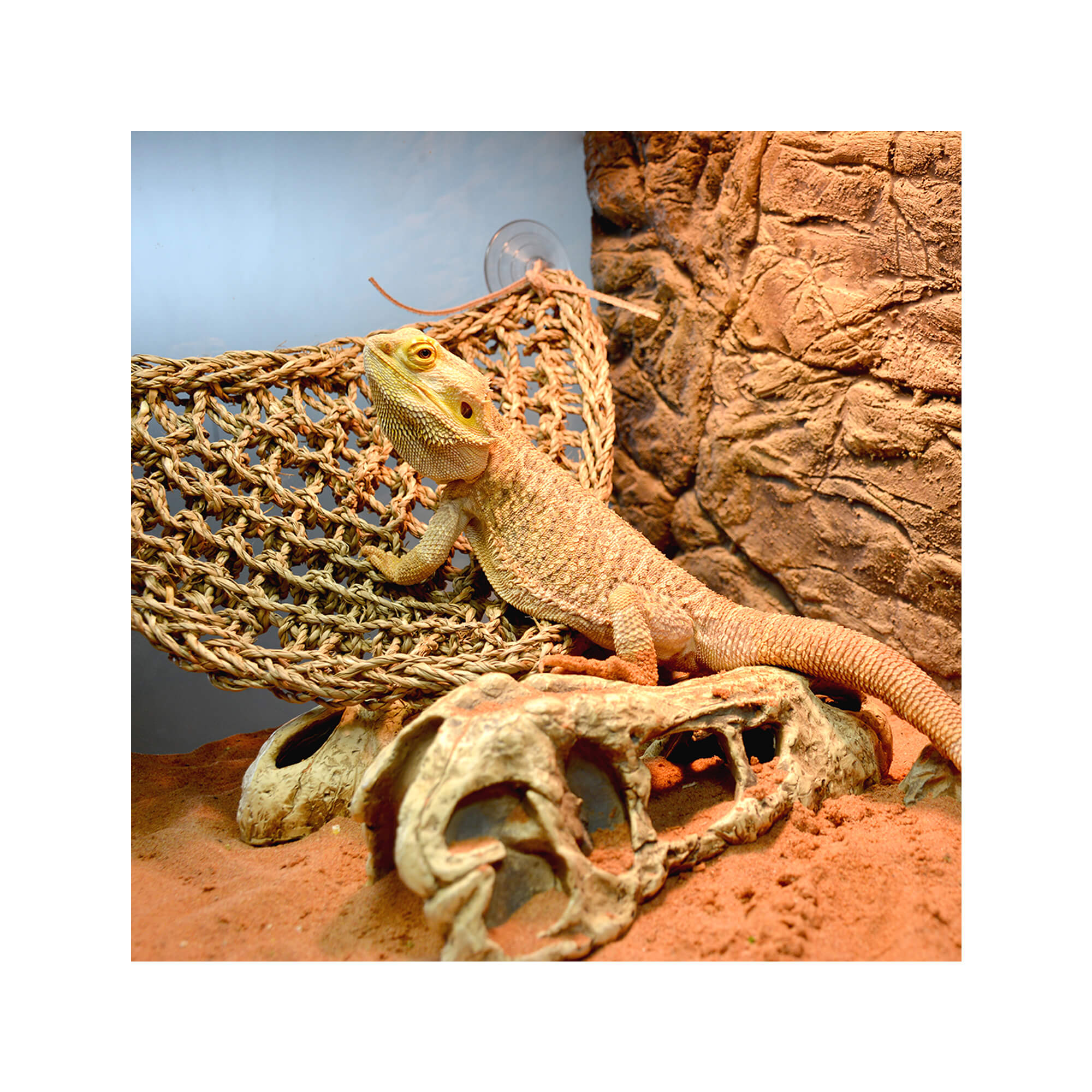 Terra Della Reptile Relaxer Triangle