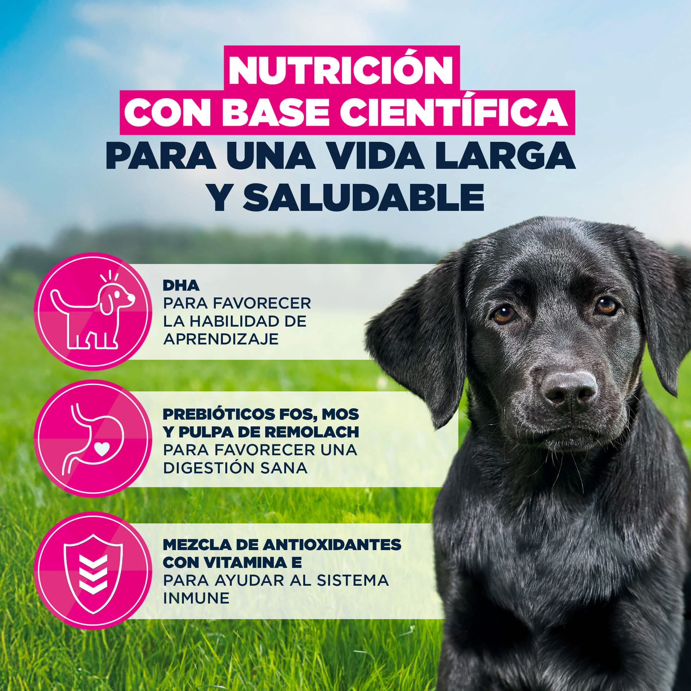 Eukanuba Dog - Life Care Puppy - Large Breed