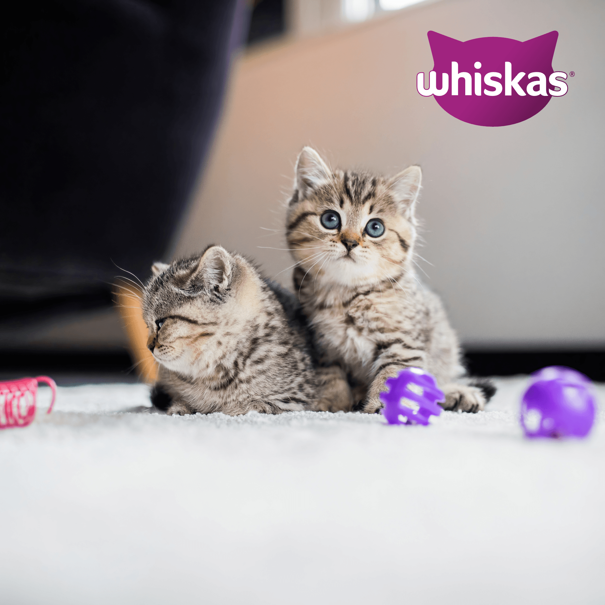 Whiskas Junior Kattenbrokken