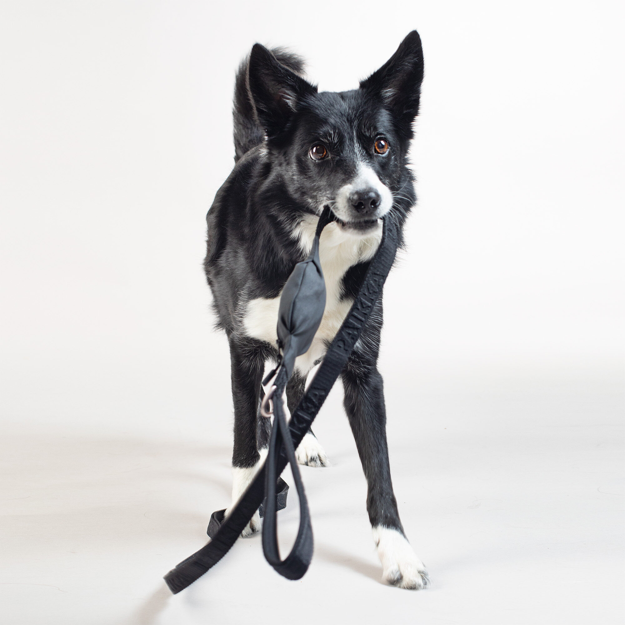 Pet Me Please Leinen-Wrap – Grün/weiß, Doppelseitig, Für Hundehalter Zur Nonverbalen Kommunikation