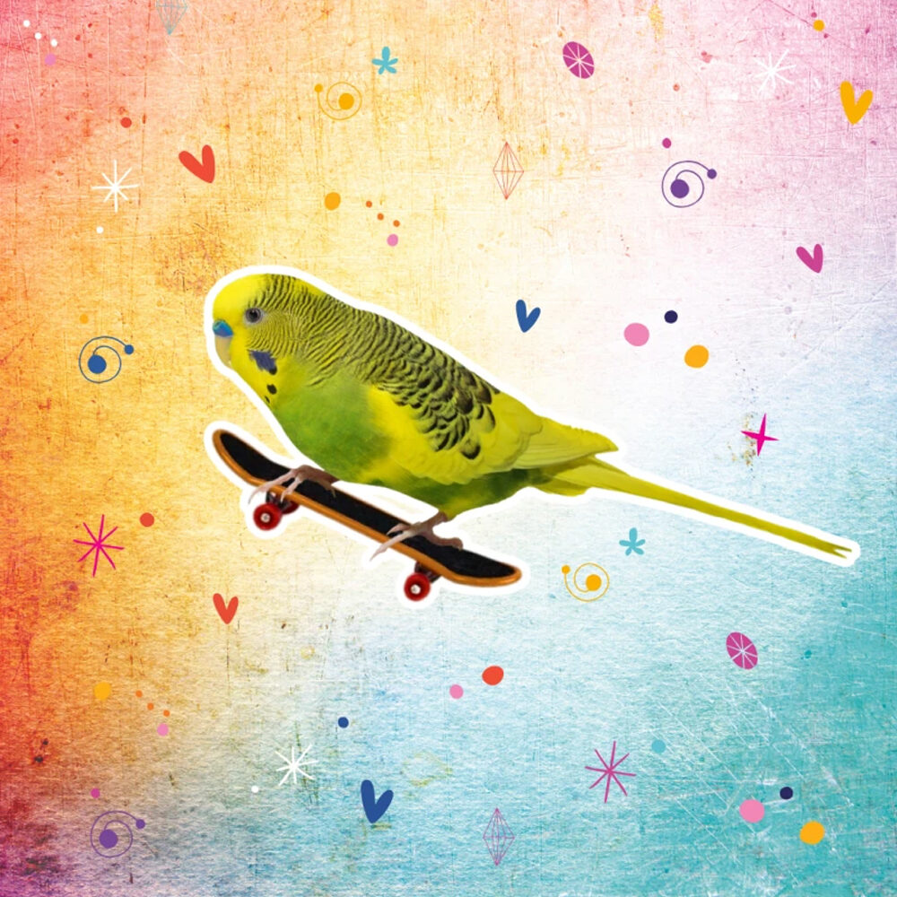 Petlala Papagei Agility Training Set