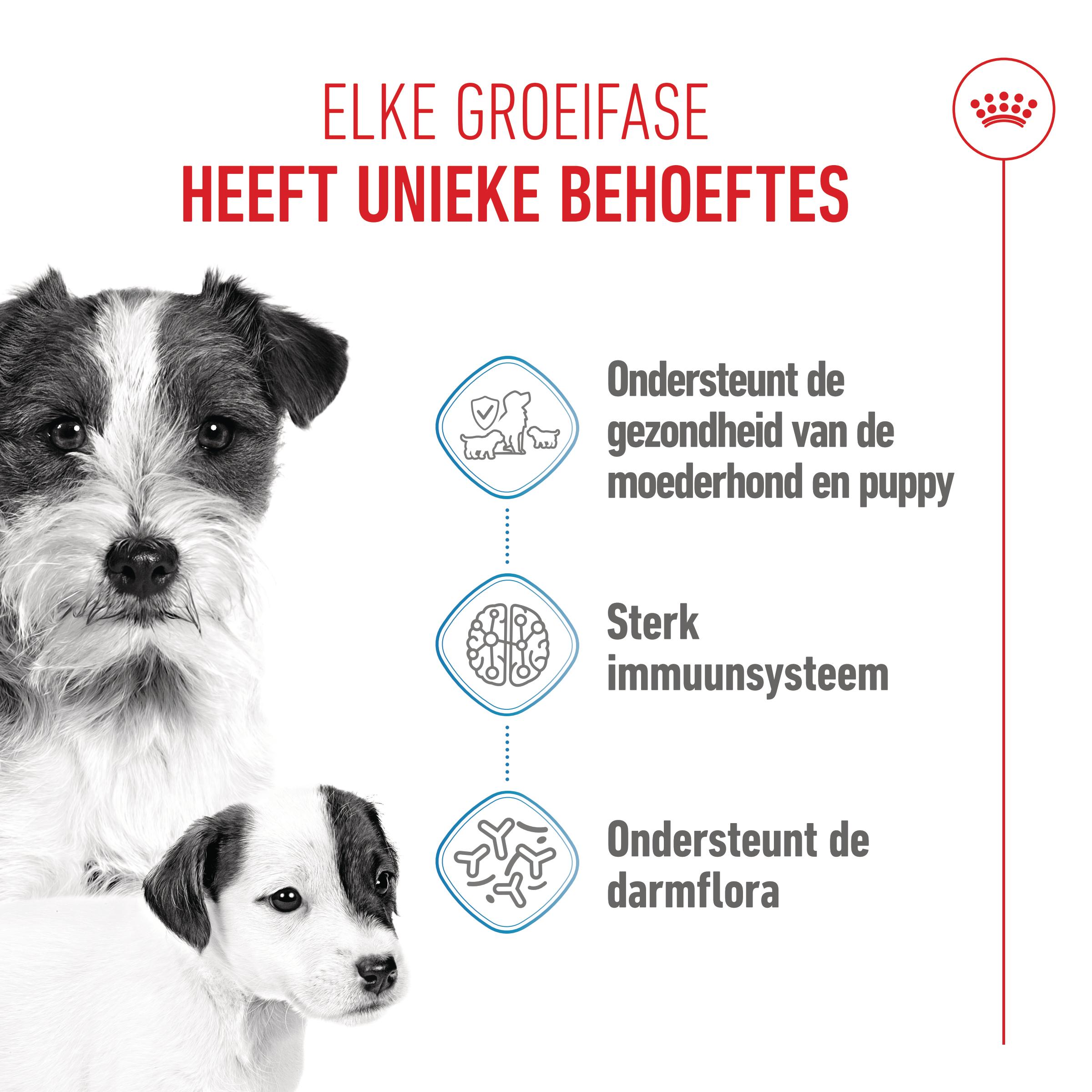 Royal Canin Mini Starter Mother & Babydog - Hondenvoer