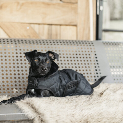 Kentucky Hundemantel Original