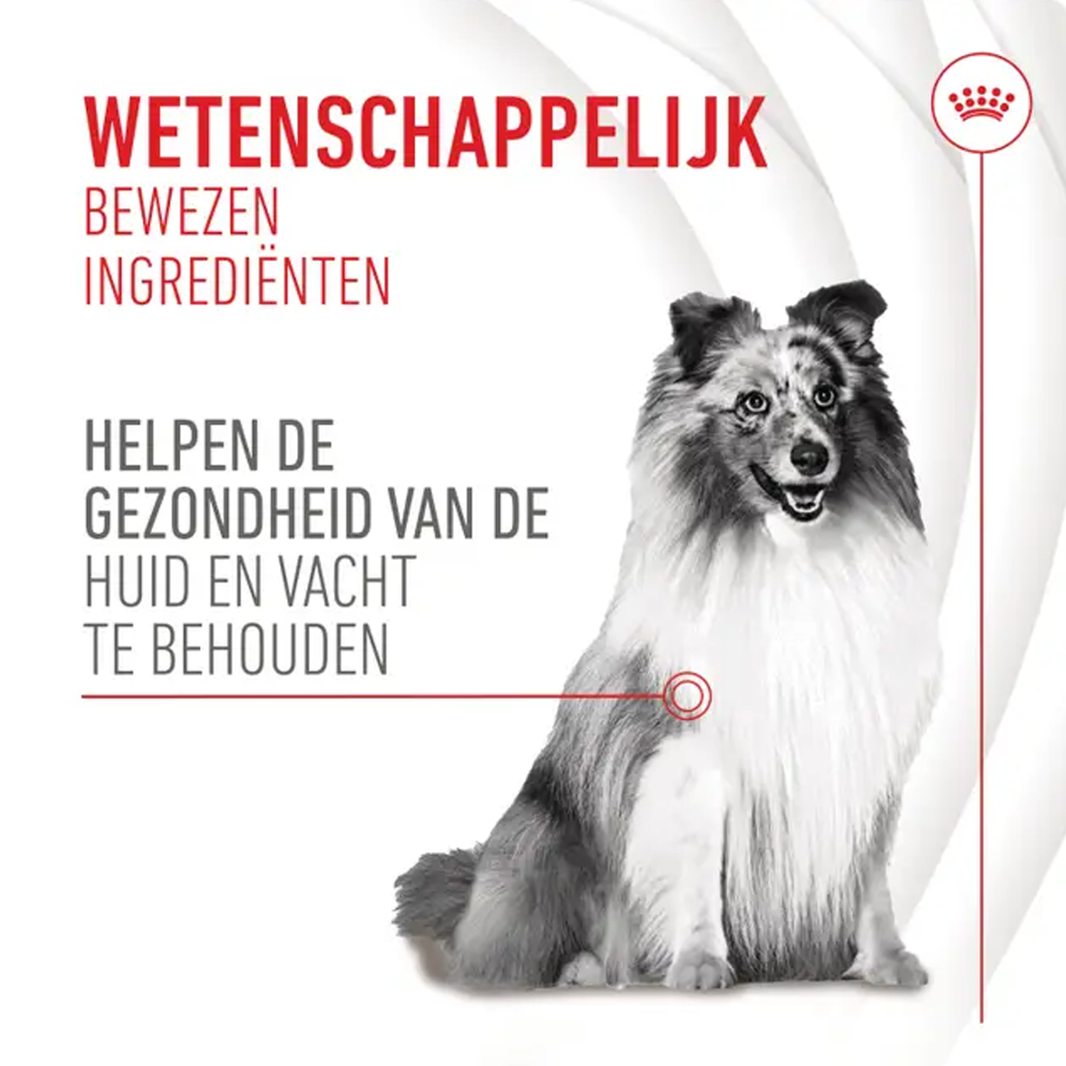 Royal Canin Skin & Coat Supplements Chews Hund