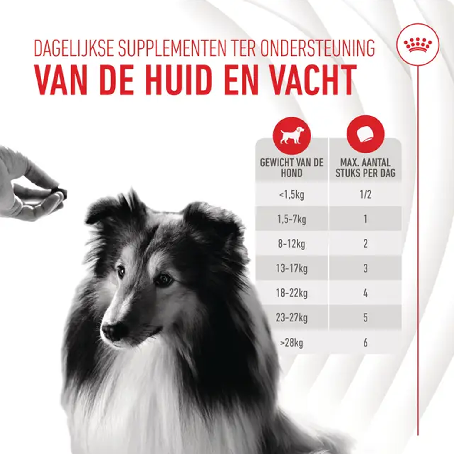 Royal Canin Skin & Coat Supplements Chews Hund