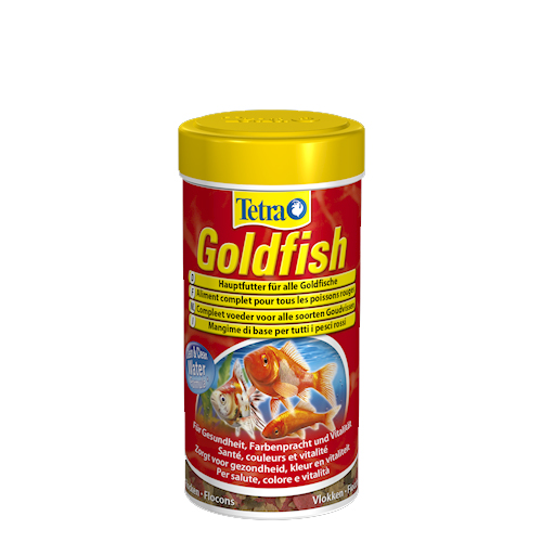 Tetra Goldfish