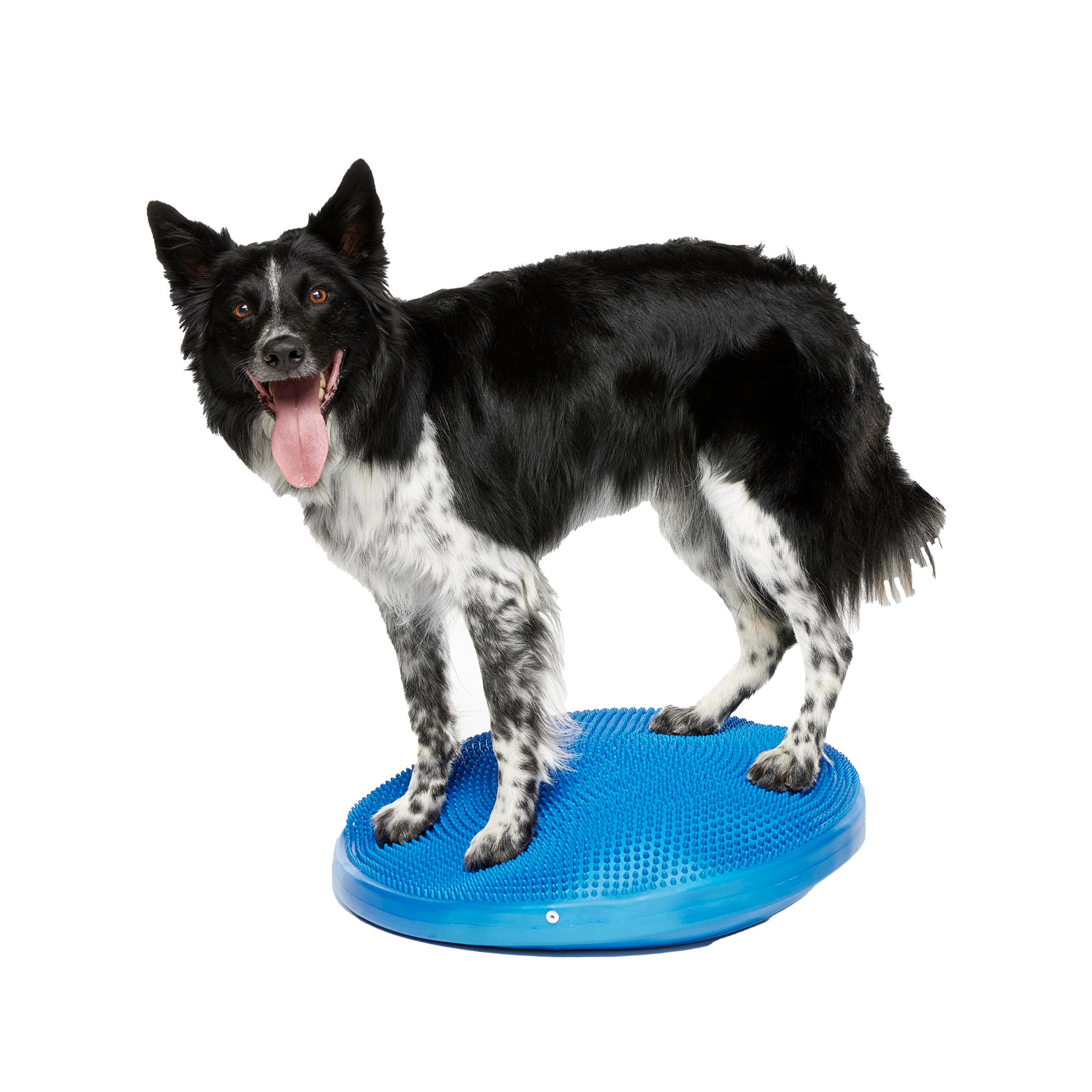 FitPAWS Balance Disc Razzleberry