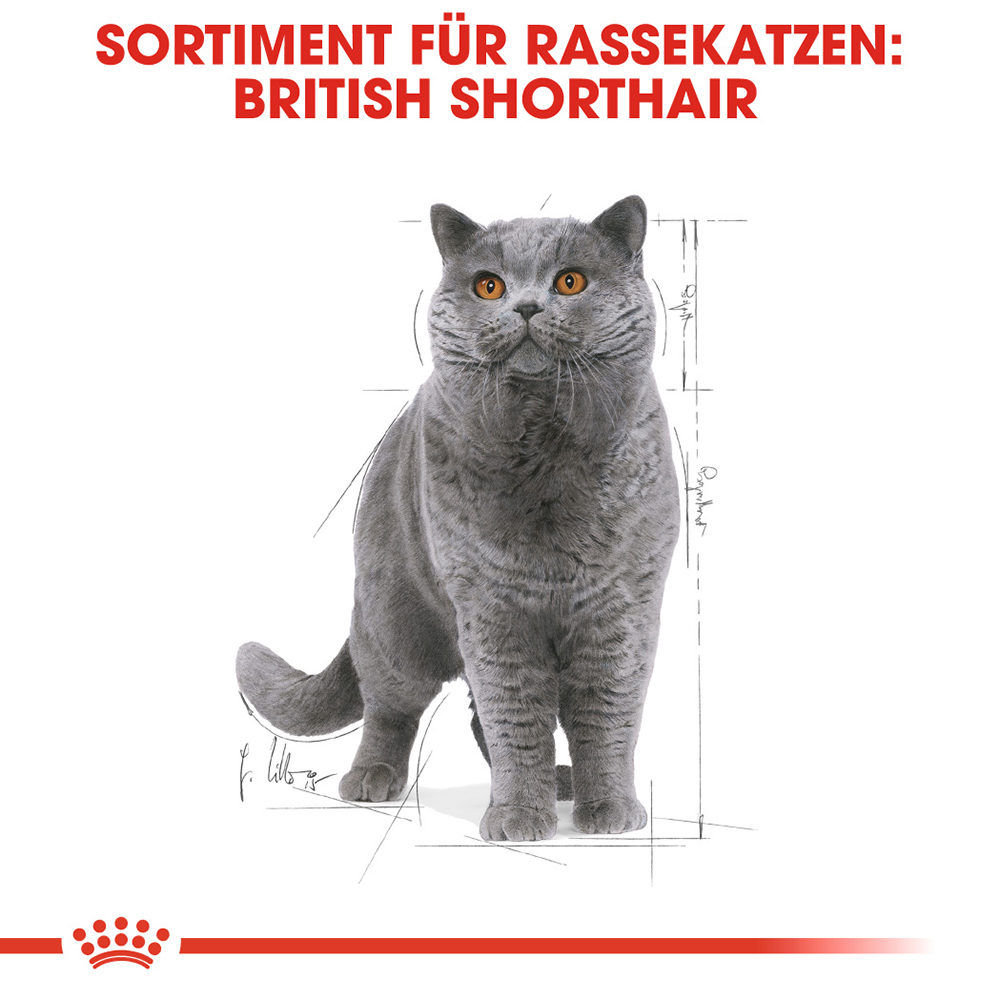 Royal Canin British Shorthair Adult Wet | Katzen | Medpets.de