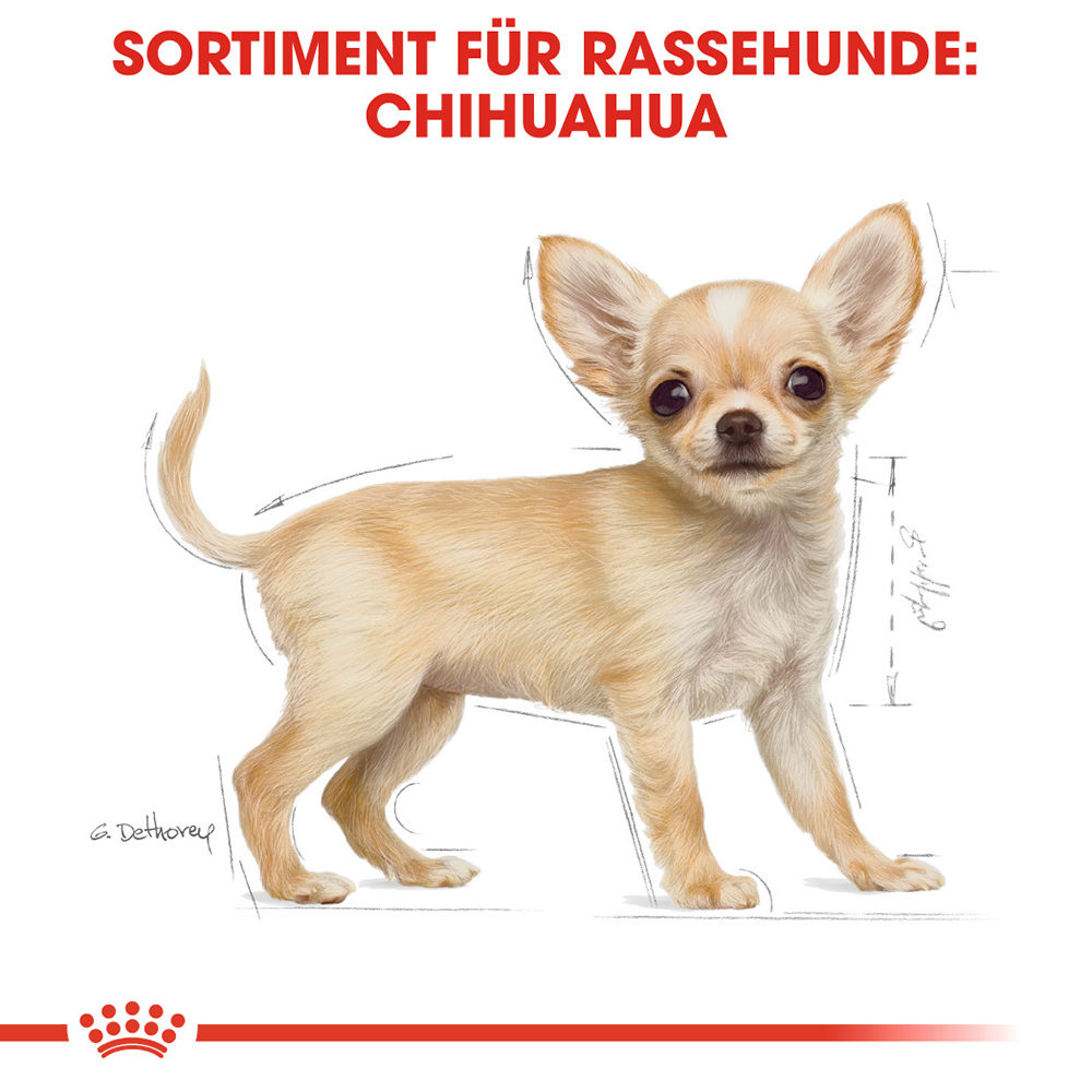 Royal Canin Chihuahua Puppy | Hunde | Medpets.at | Medpets.at