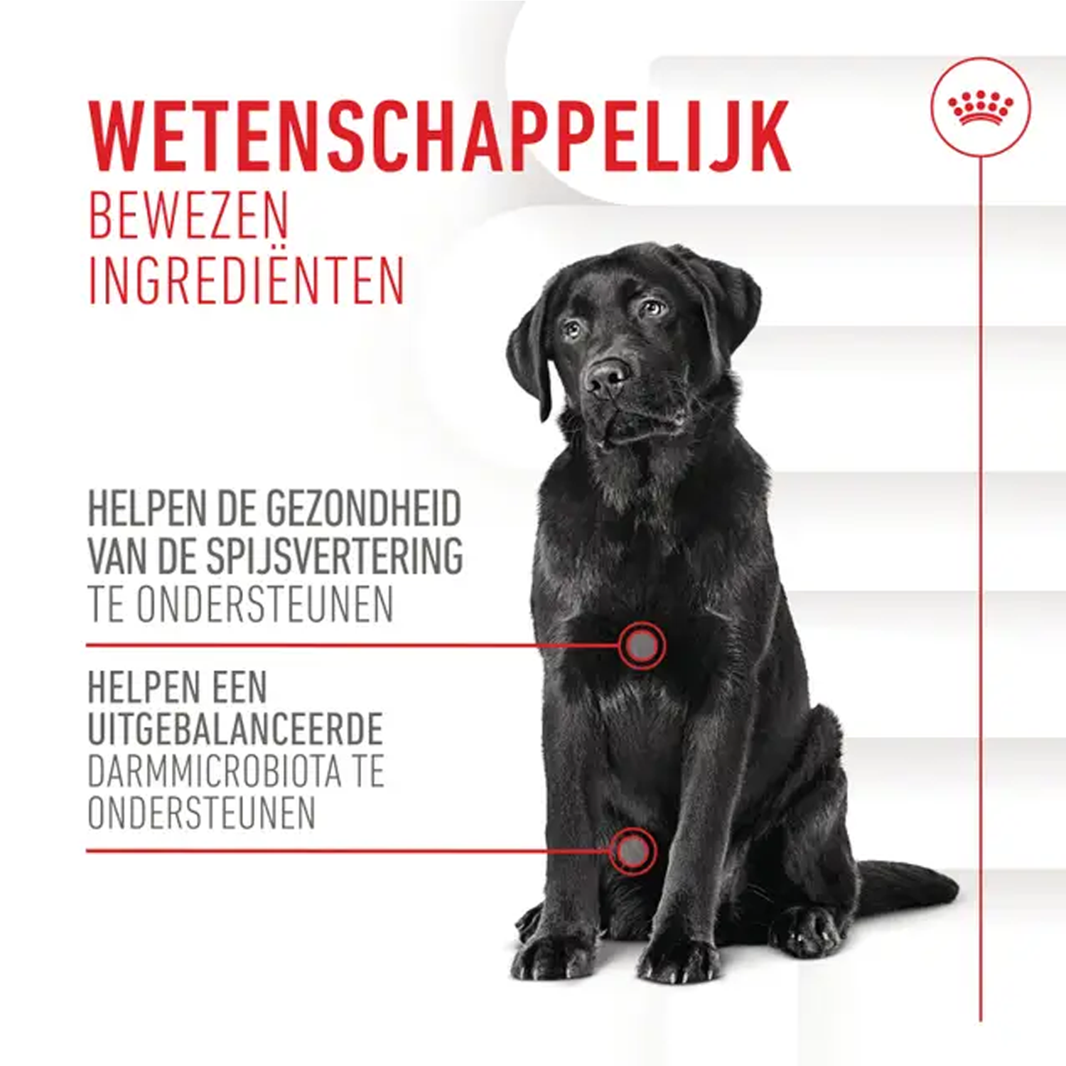 Unterschied Labrador Golden Retriever Royal Canin Digestion