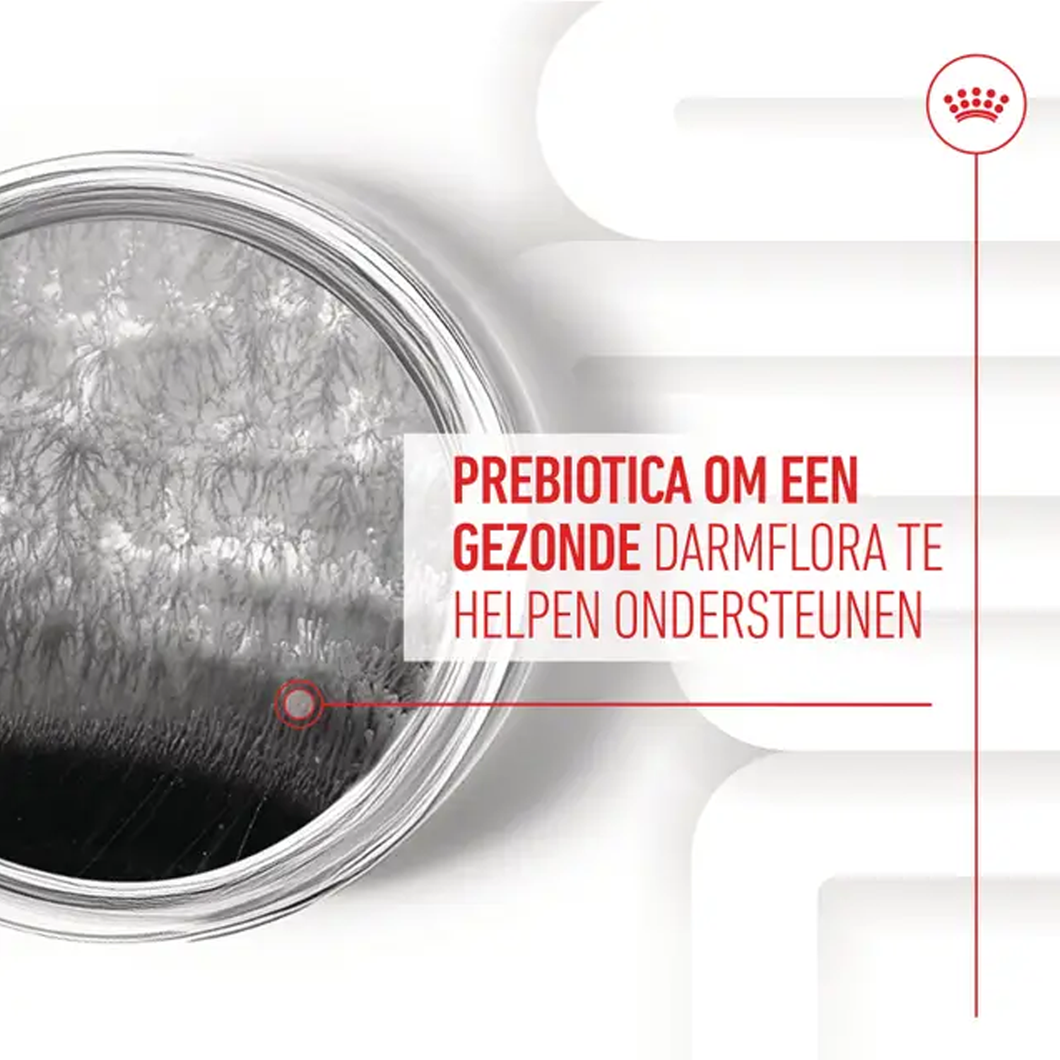 Royal Canin Digestion Supplements Chews Dog