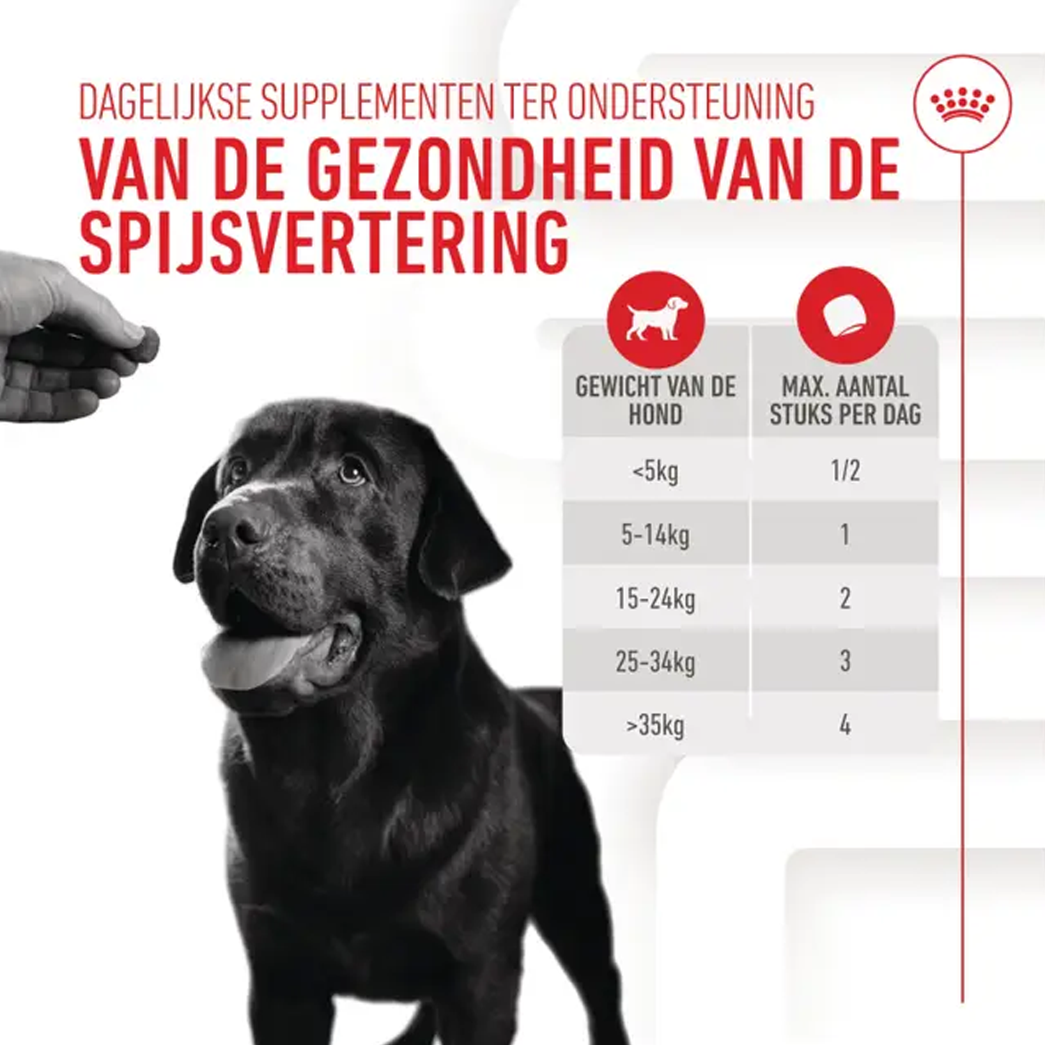 Royal Canin Digestion Supplements Chews Dog