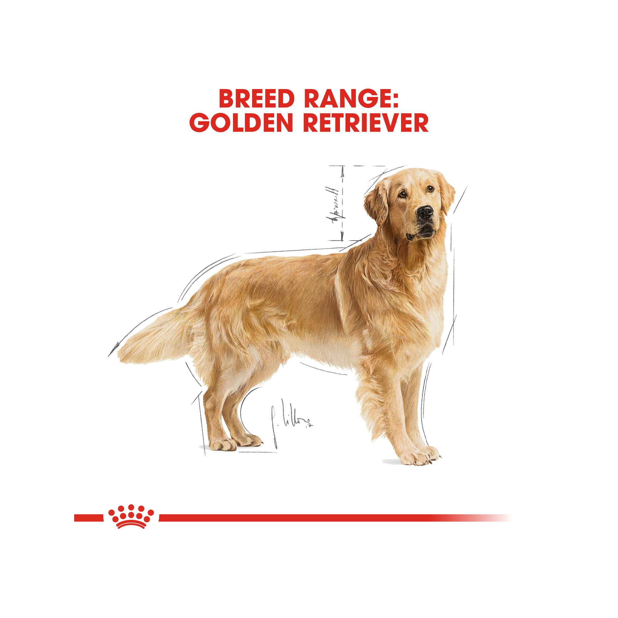 Royal Canin Golden Retriever Adult - Dog Food