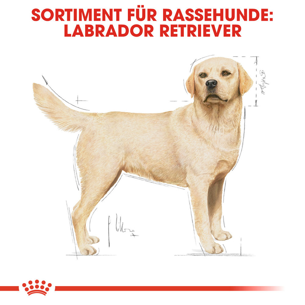 Royal Canin Labrador Retriever Adult | Medpets.at | Medpets.at