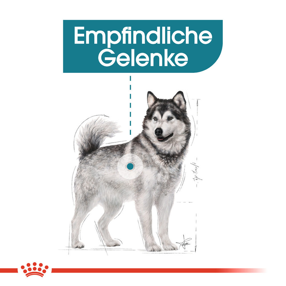 Royal canin alaskan malamute clearance
