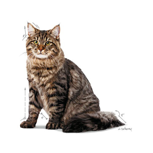 Royal Canin Urinary Care in Jelly | Katze | Bestel | Medpets.de