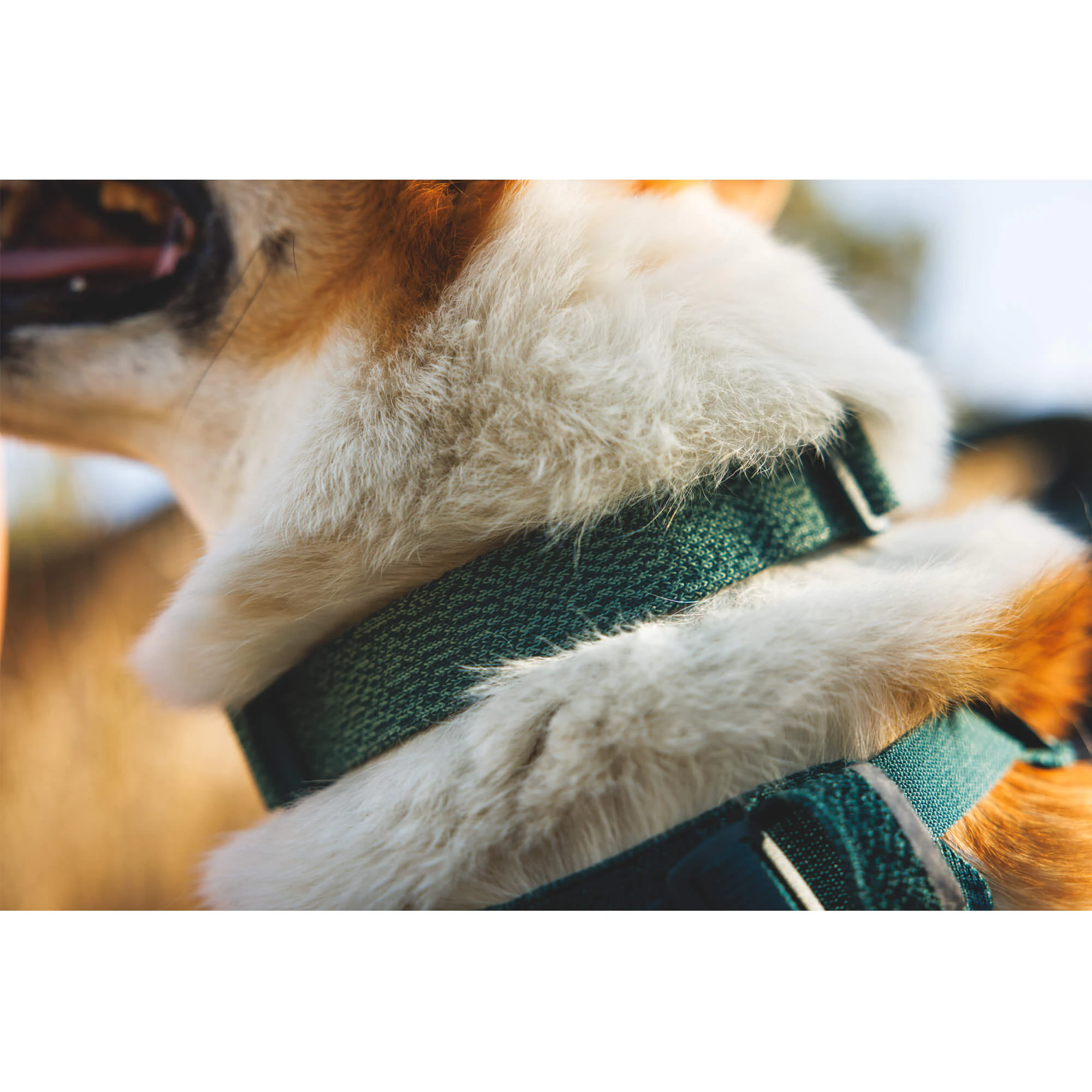 Ruffwear Front Range Flex Collar