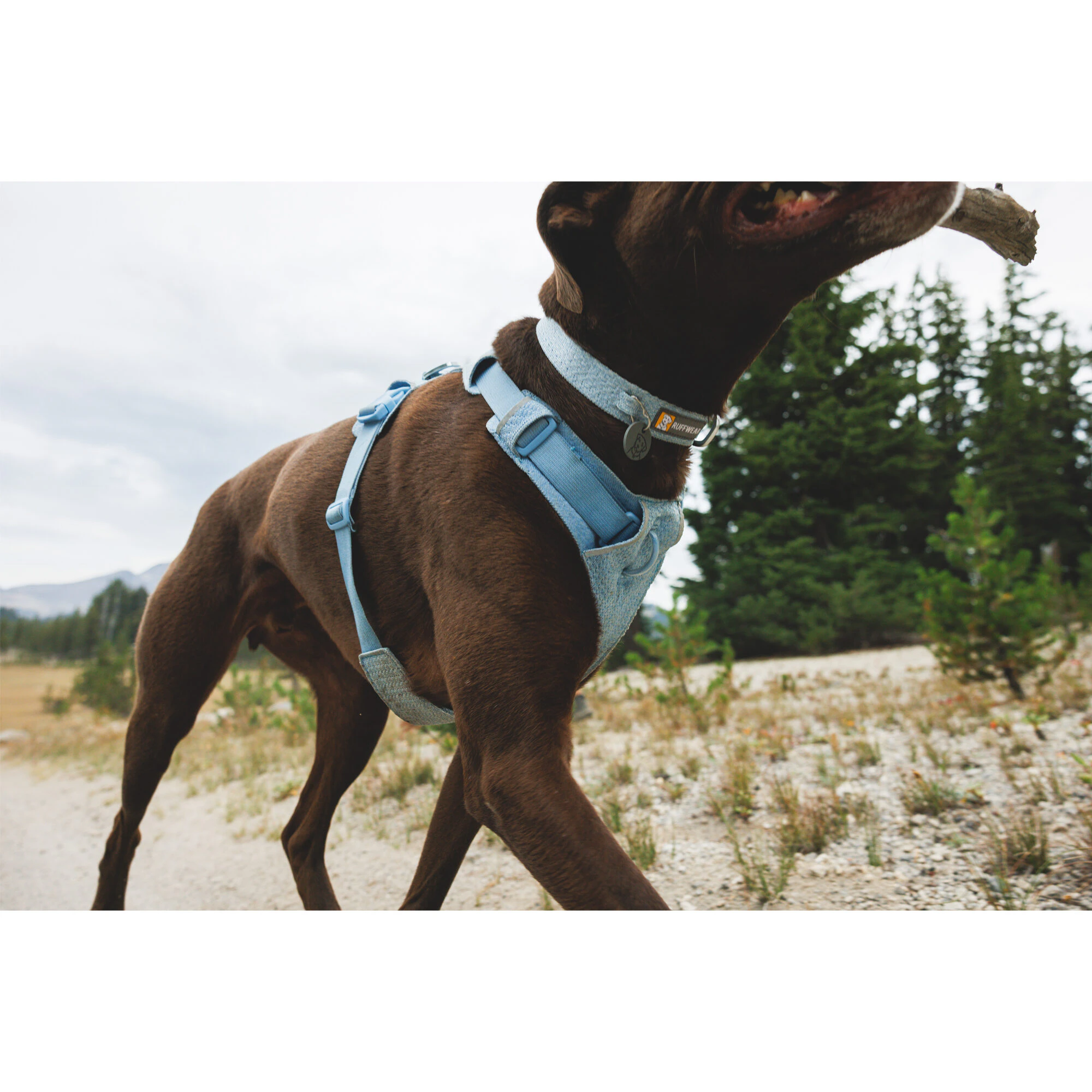 Ruffwear Front Range Flex Harness