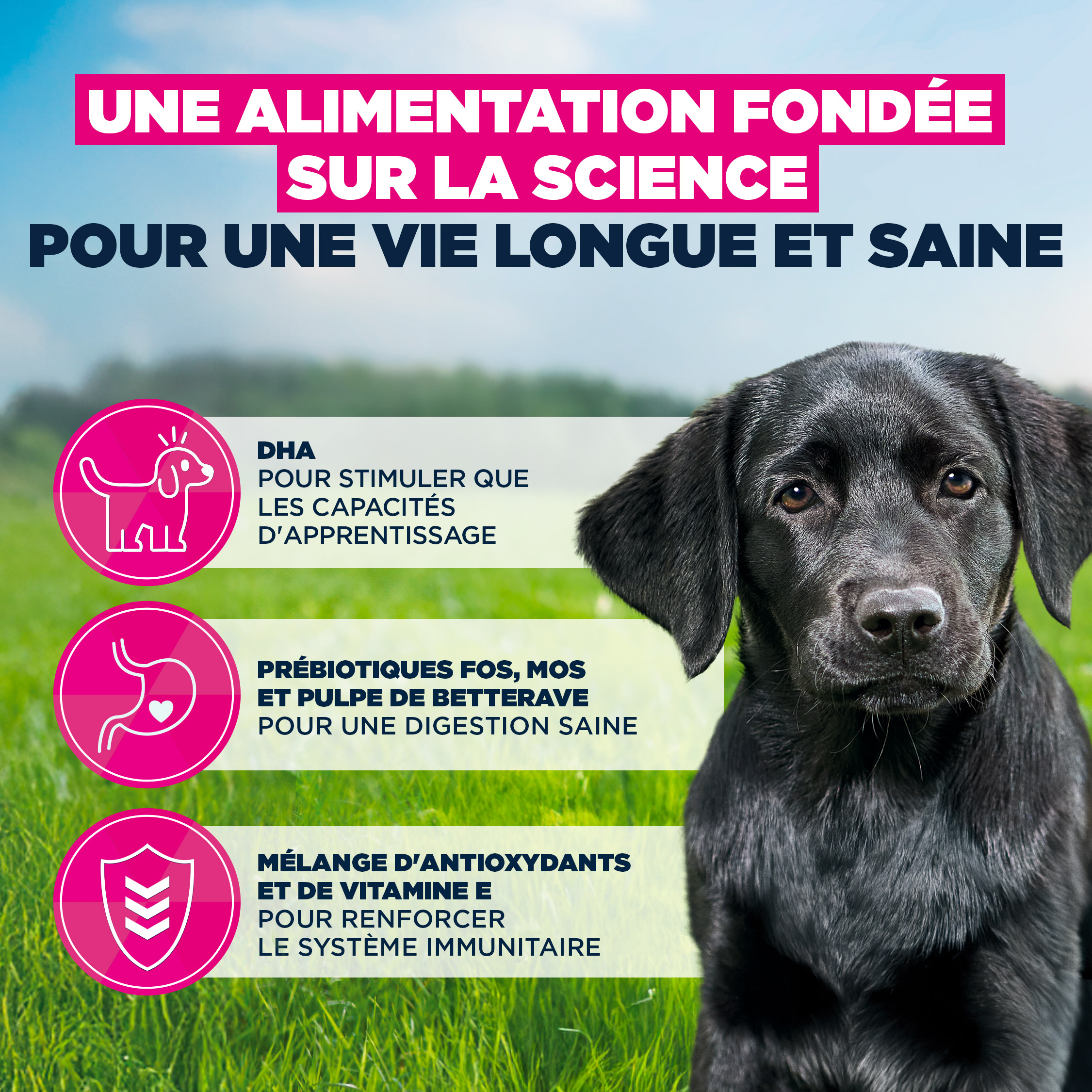 Eukanuba Dog - Life Care Puppy - Large Breed