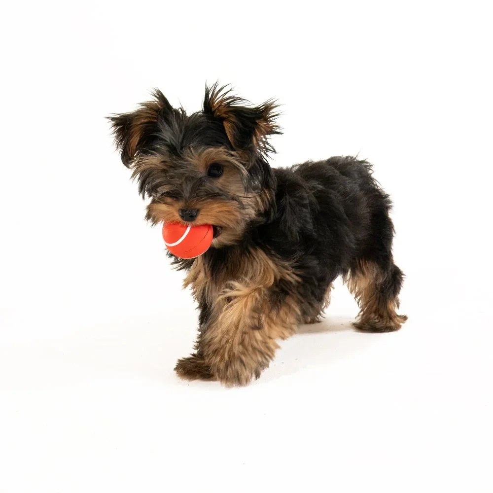 Playology Squeaky Chew Ball