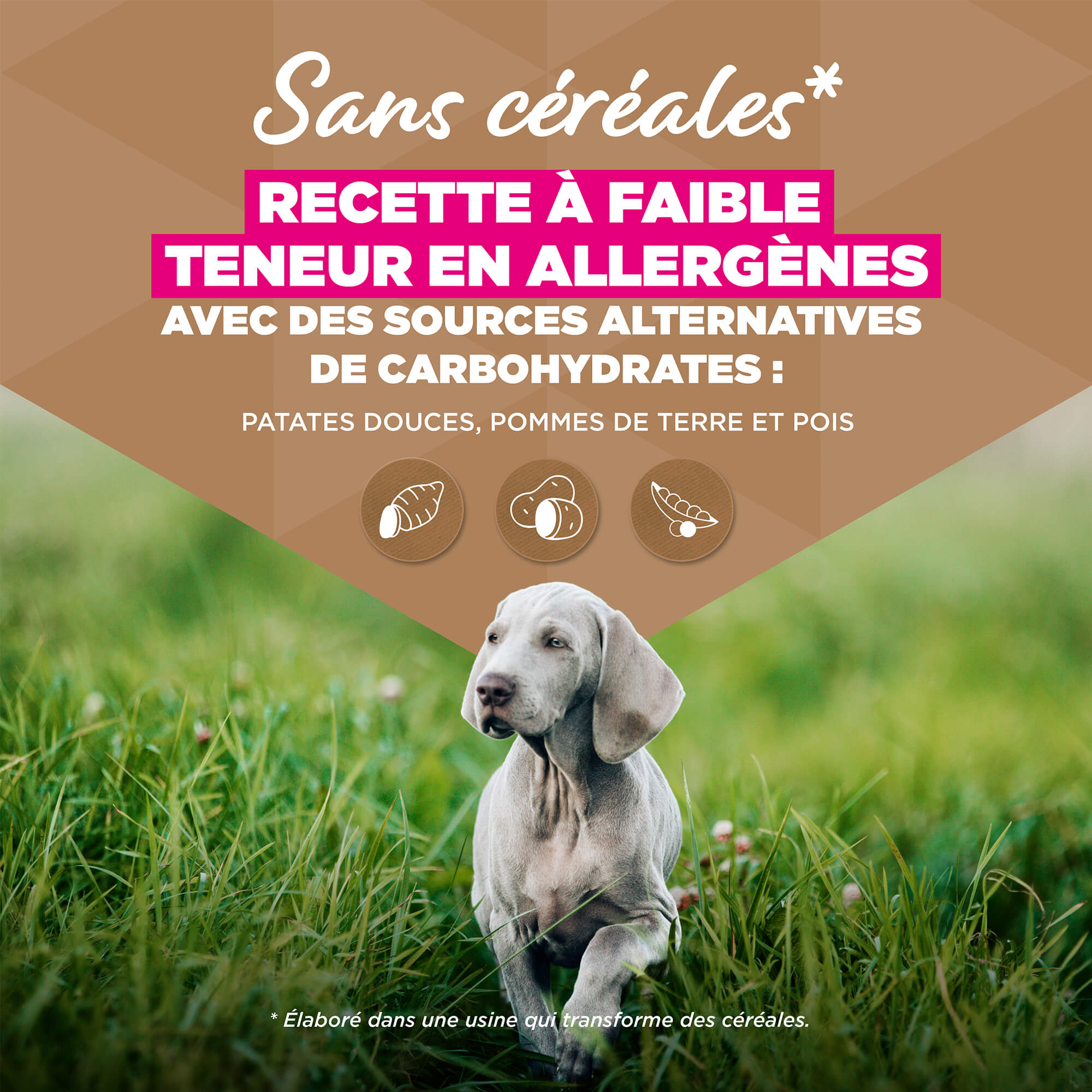 Eukanuba Nourriture pour chiens juniors de large taille sans céréales