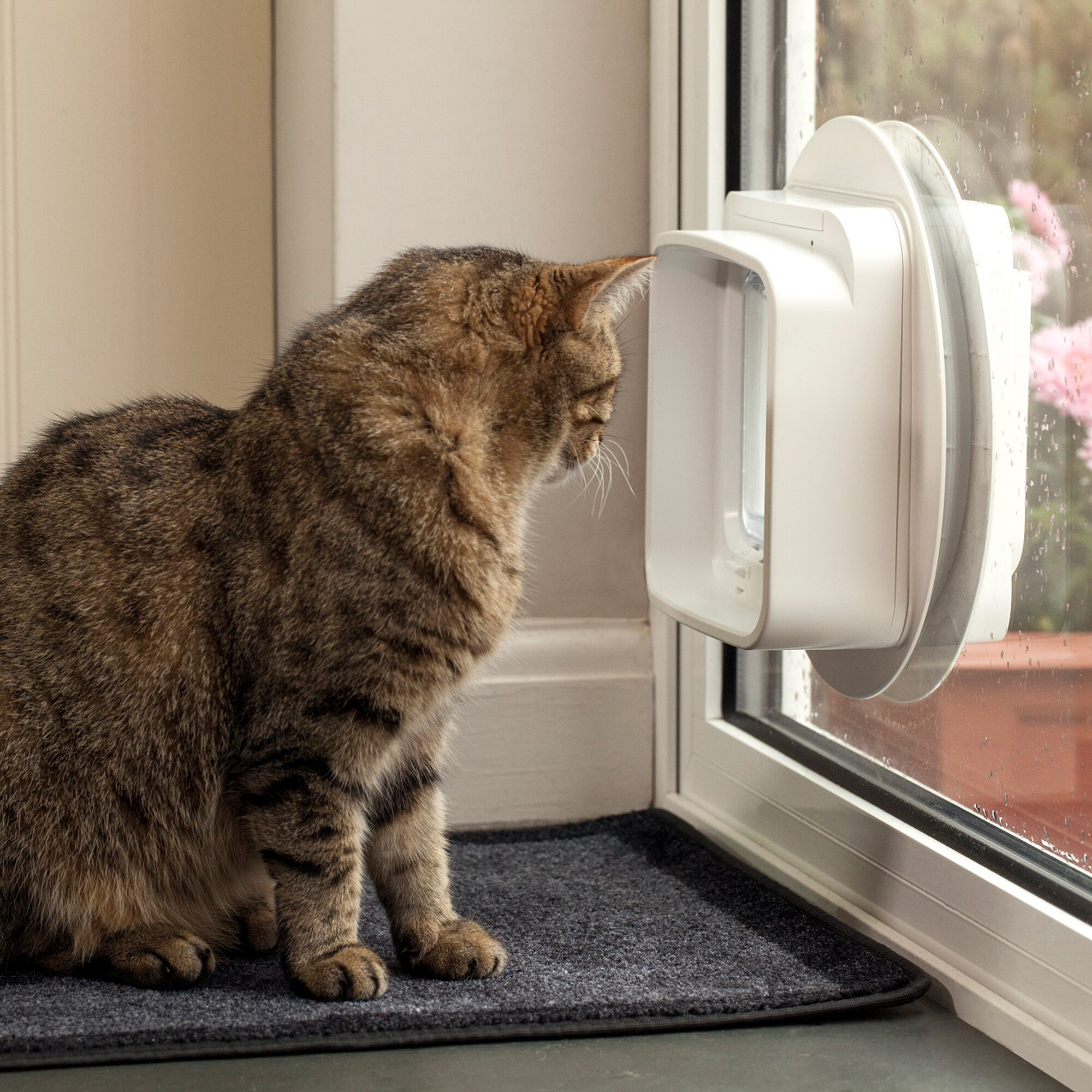 Dual scan shop cat flap