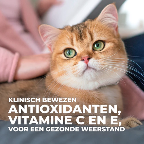 Hill's Science Plan Feline Adult Favourite Selection