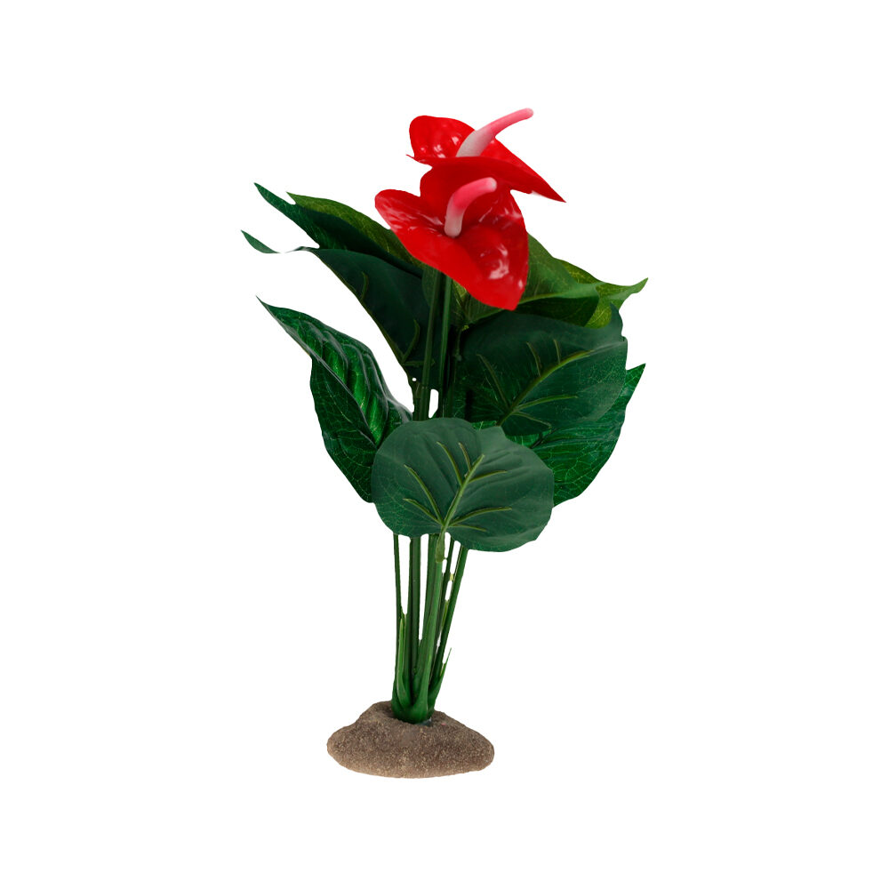 Terra Della Anthurium