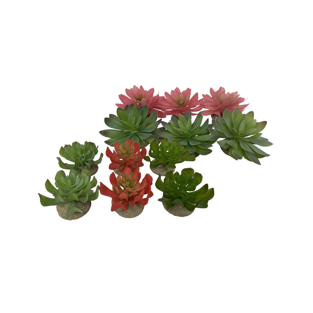 Terra Della Echeveria