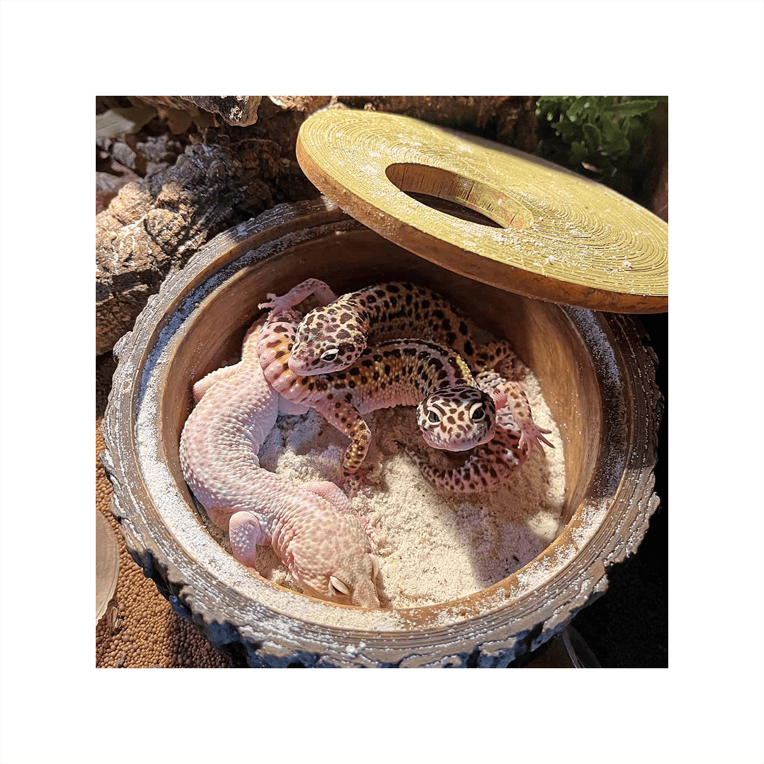 Terra Della Reptileskjulested Træ