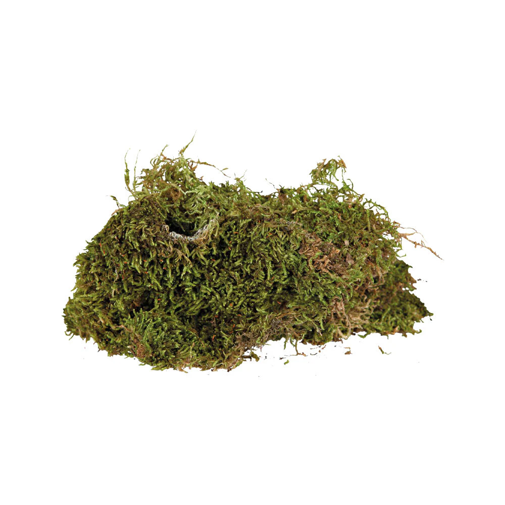 Trixie Muschio per terrario foresta pluviale