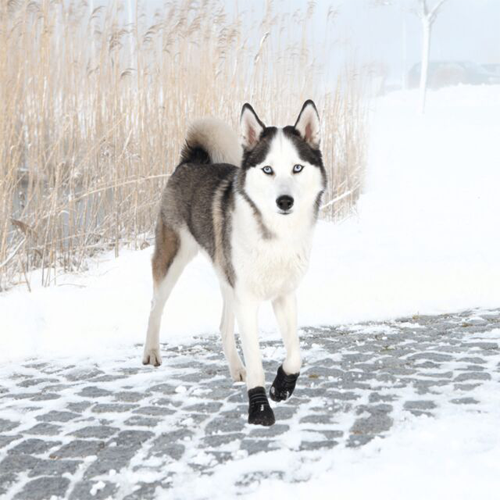 Trixie Walker Active Hundesko
