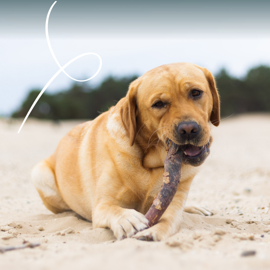 Yarrah - Natvoer Hond Blik Chunks met Rund Bio
