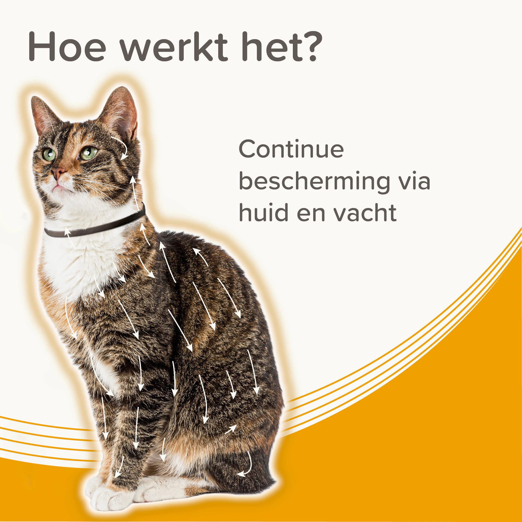 Beaphar Medicinale Halsband Kat