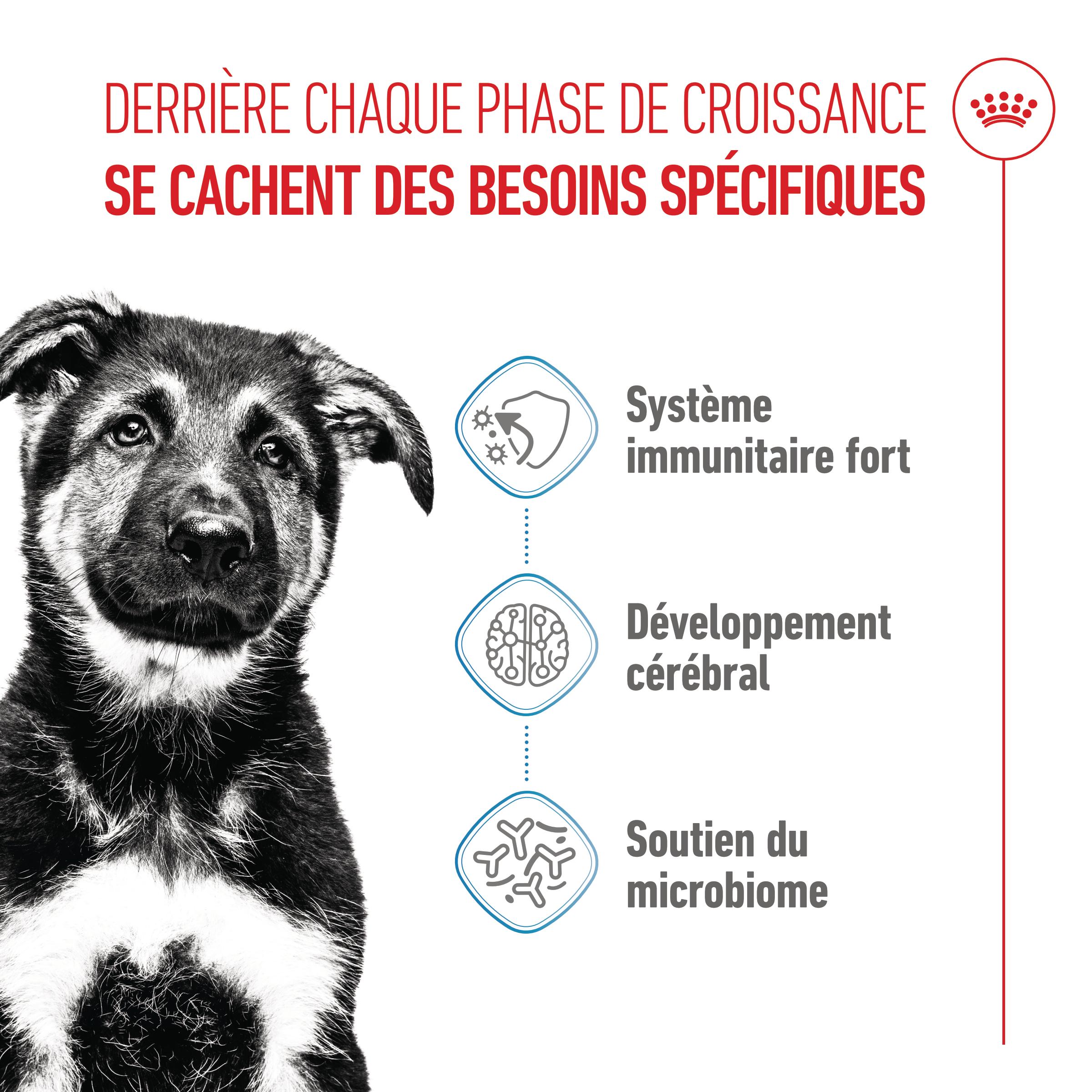 Royal Canin Maxi Puppy