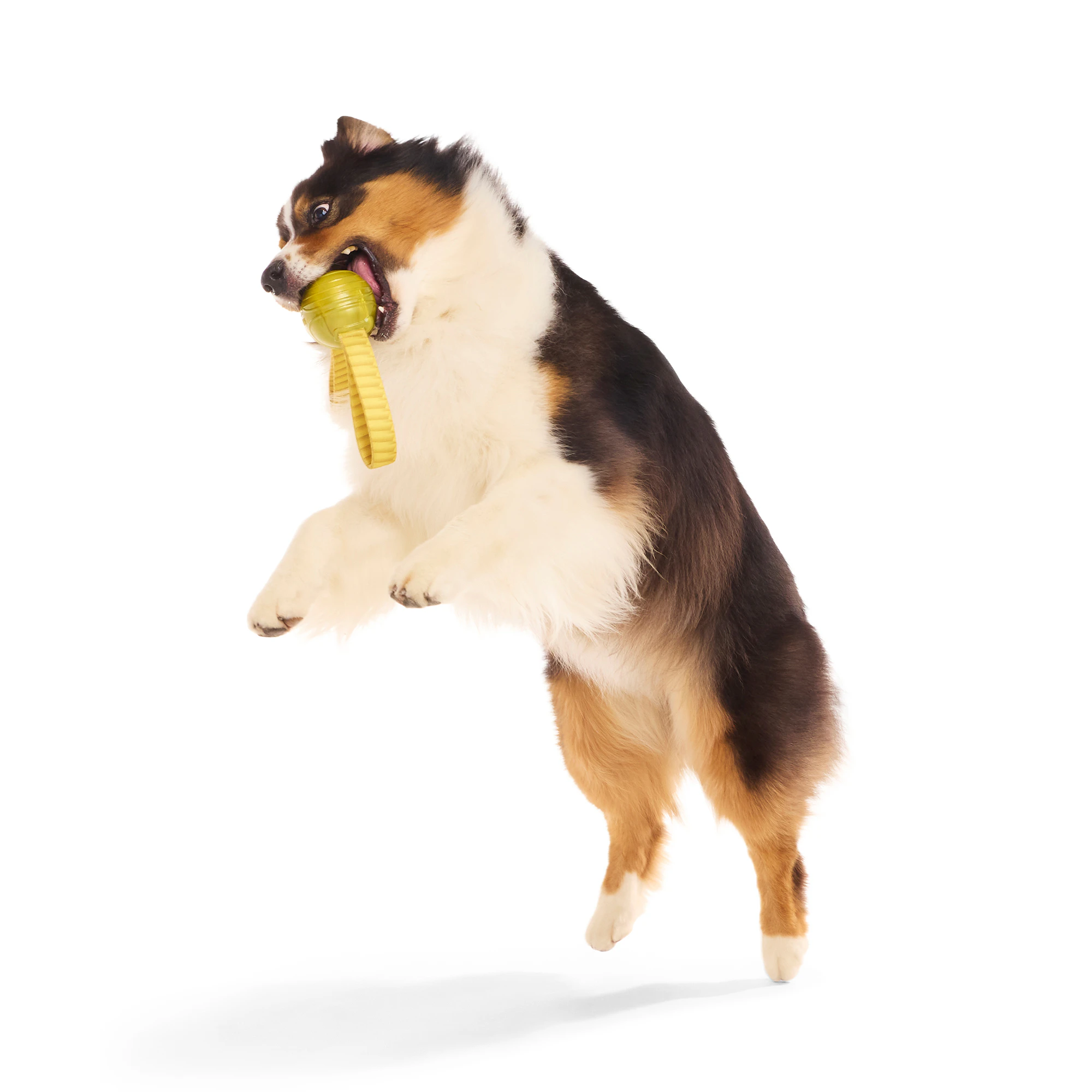 Bark Harry Potter Golden Snitch