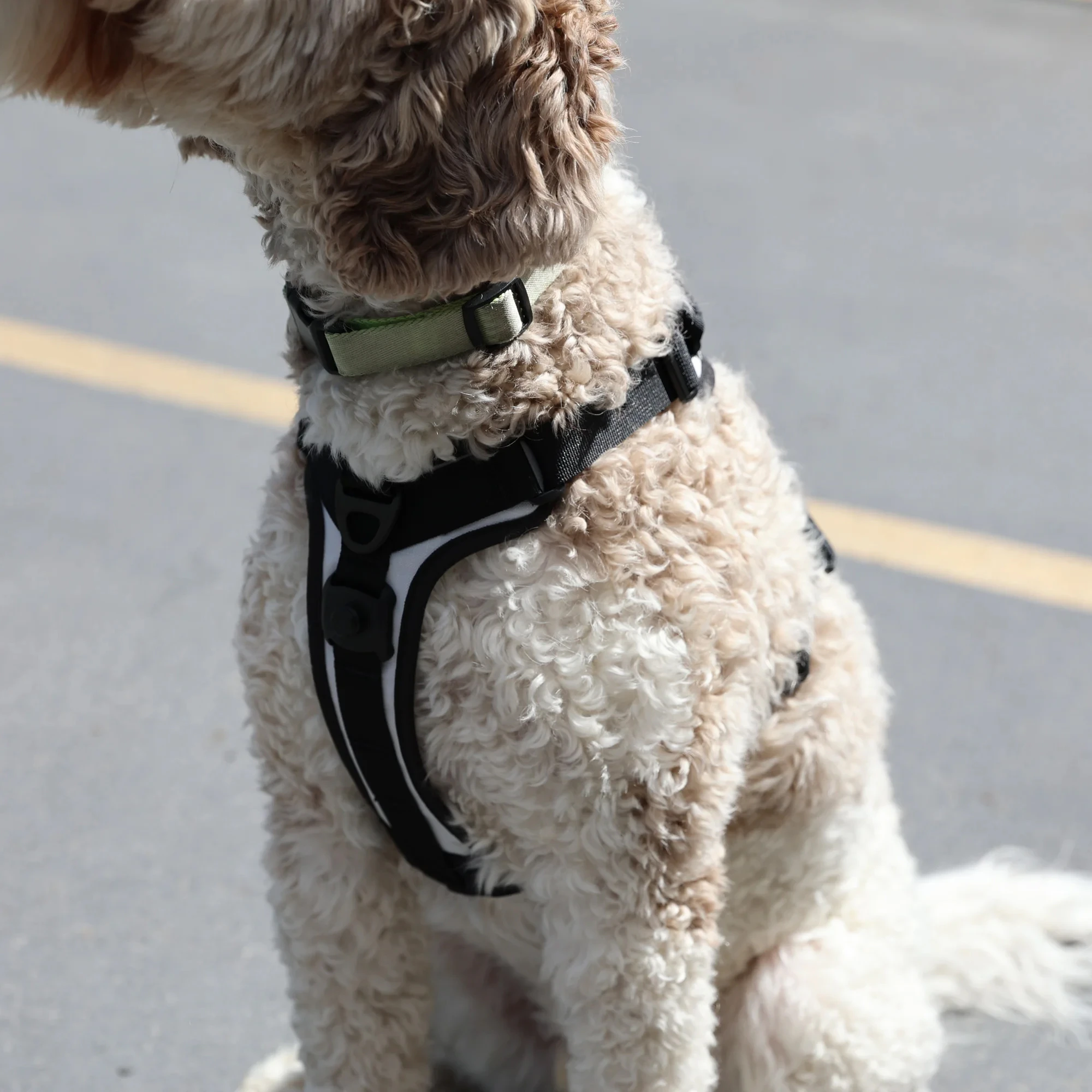 K9 Sport Sack Harness