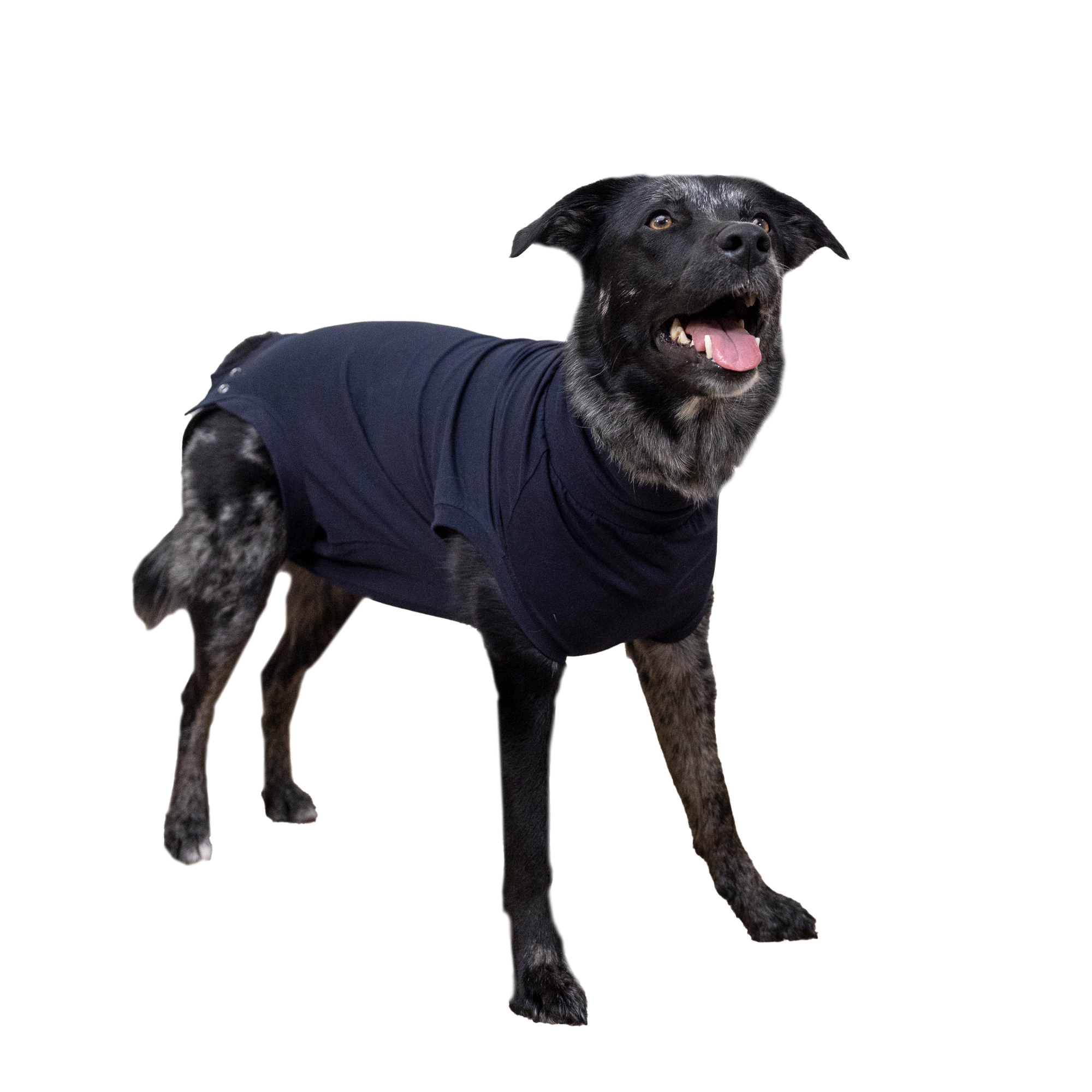 Protective Shirts for Dogs Order swiftly and securely at Vetsend Vetsend