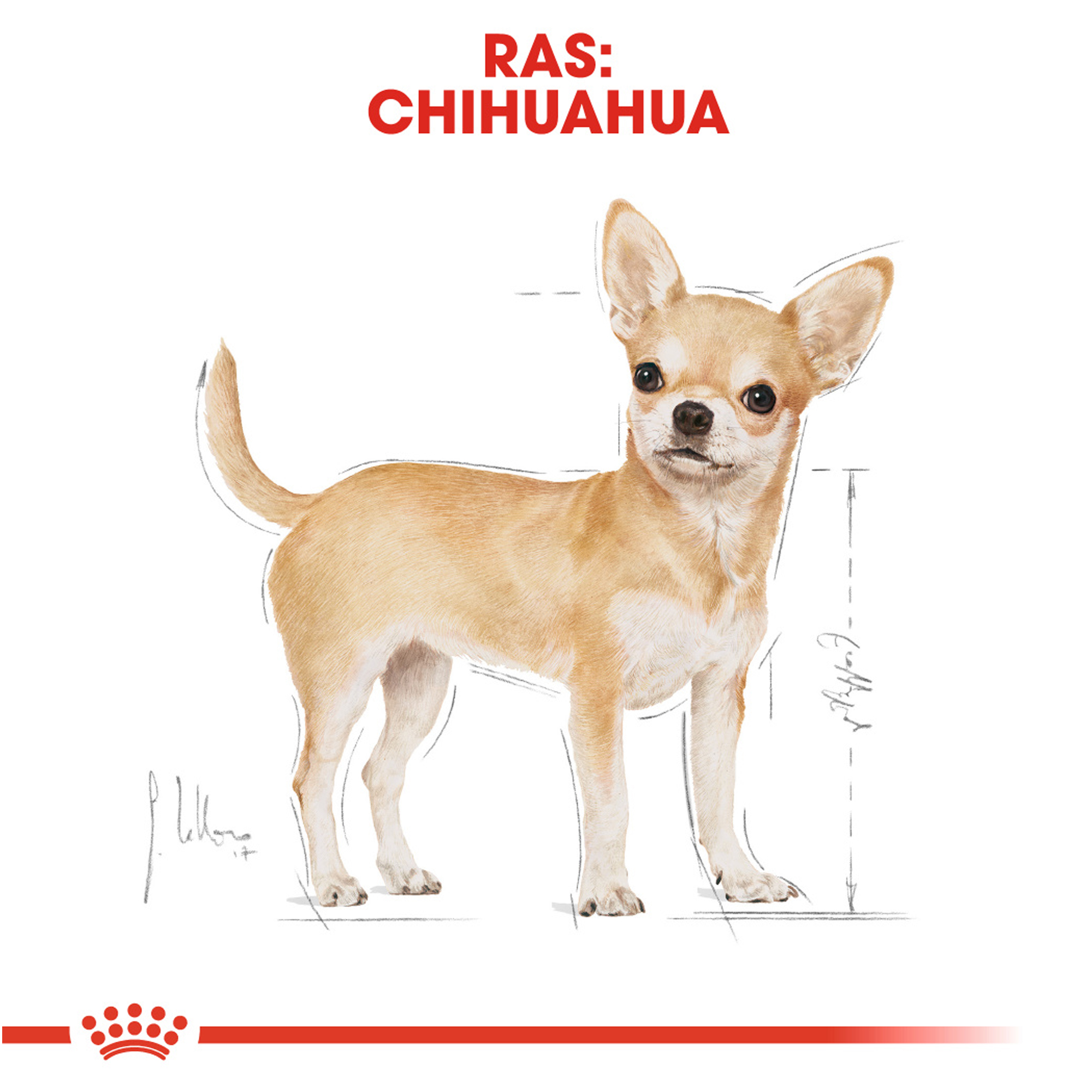 Royal Canin Chihuahua Adult - Hondenvoer