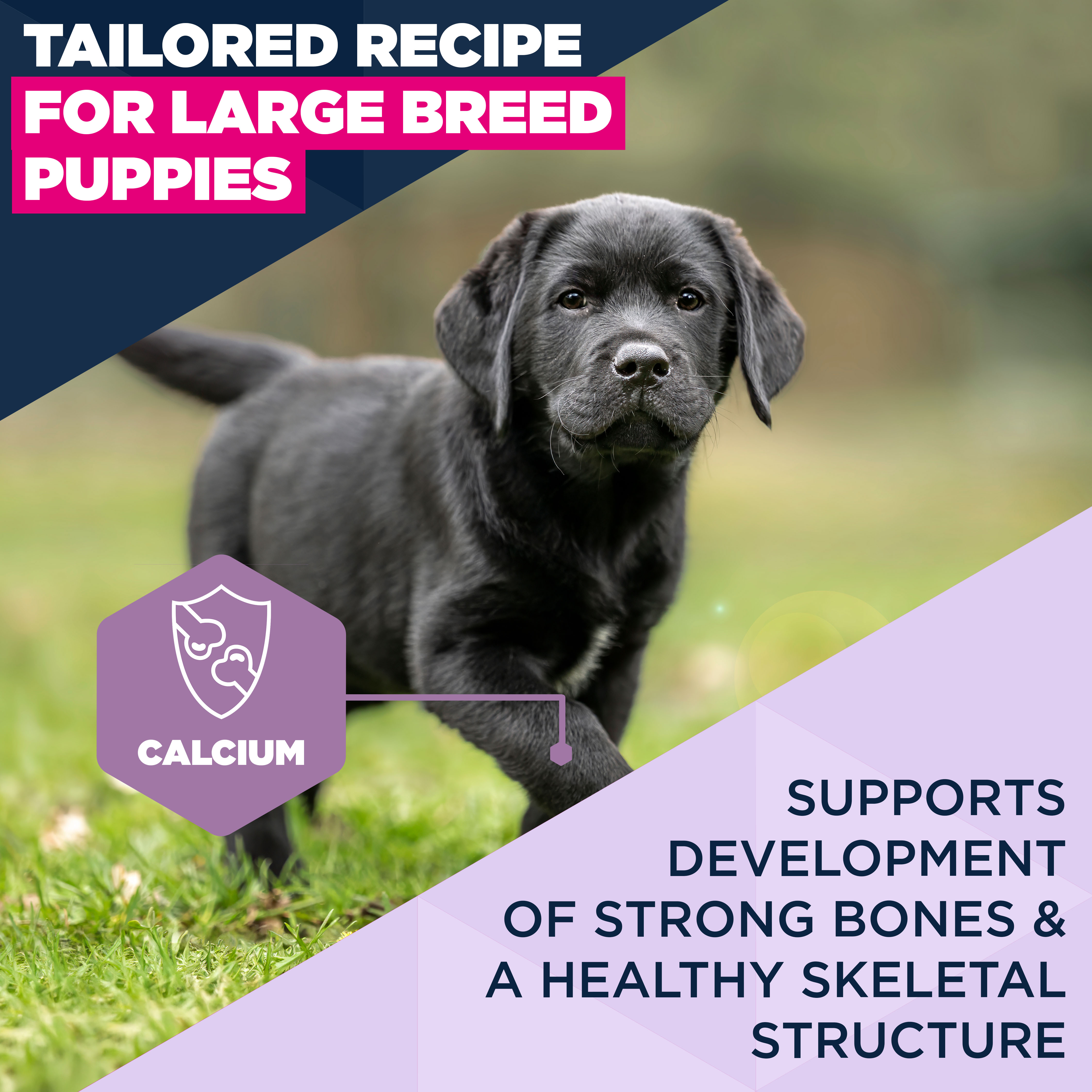 Eukanuba Dog - Life Care Puppy - Large Breed