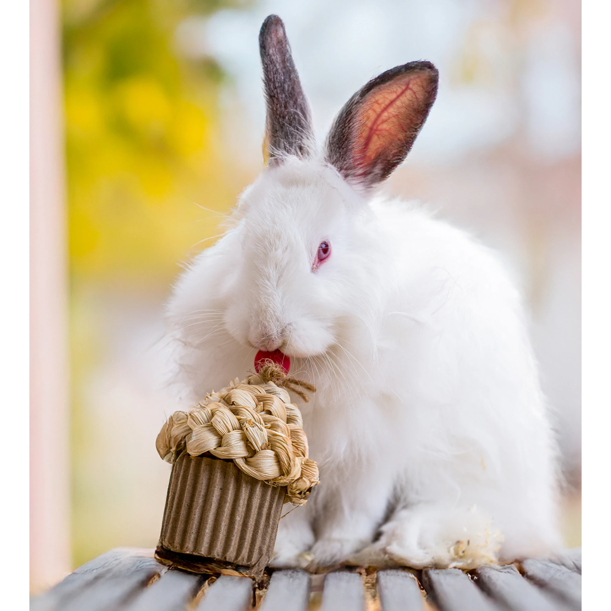 Quapas! Celebration Cupcake